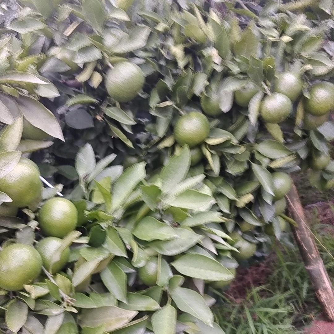 收小果果