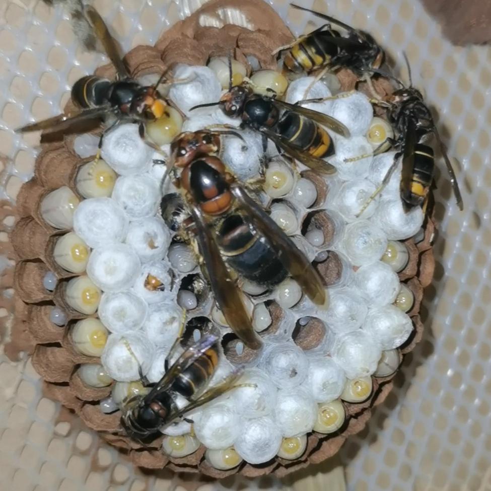 迎蜂而上