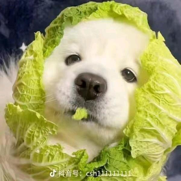 三只小熊童品