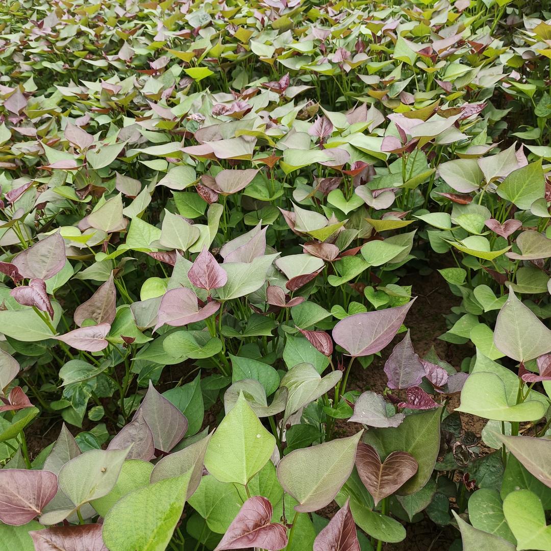 魏闯红薯苗红薯粉条红薯淀粉