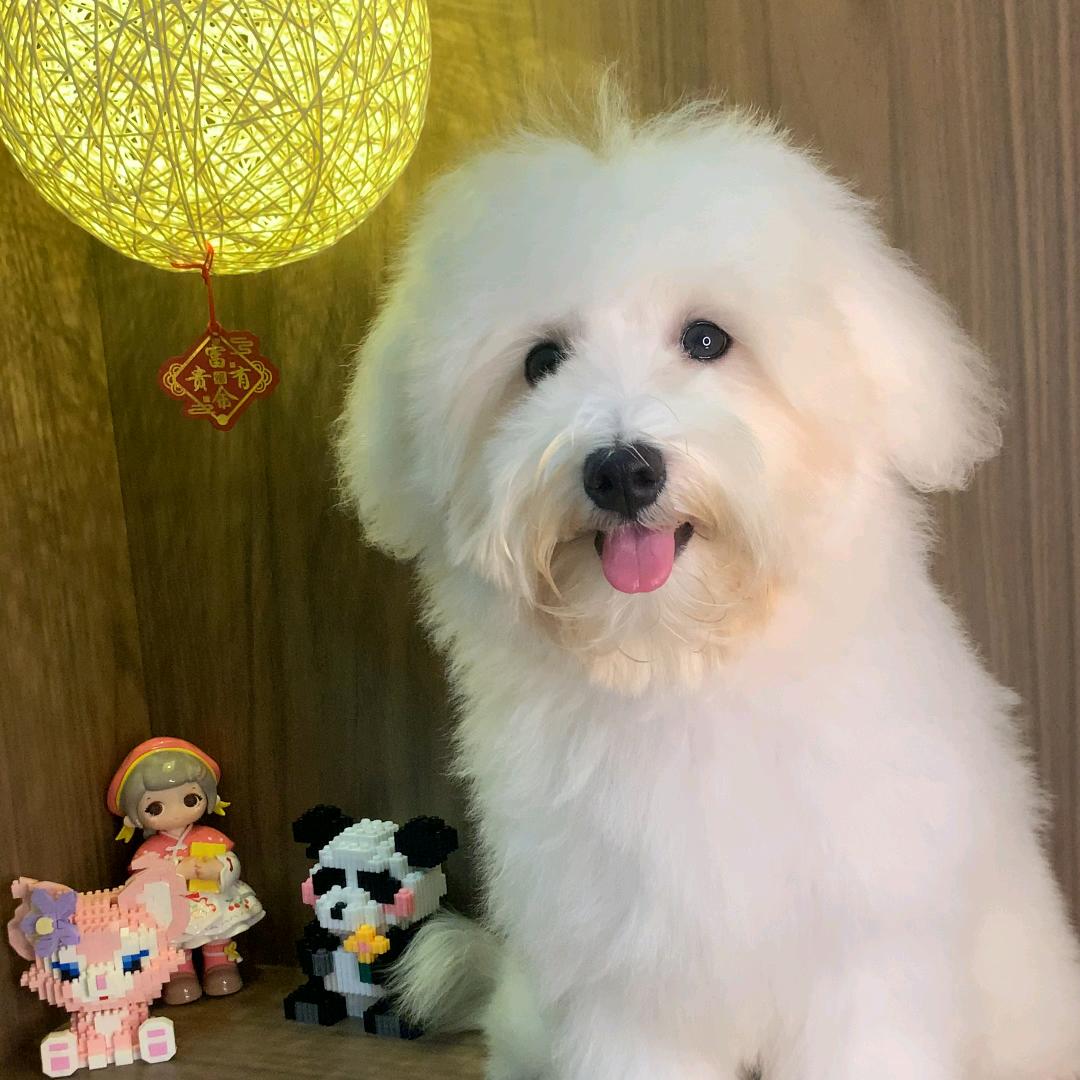 小糯米【宝藏屋】