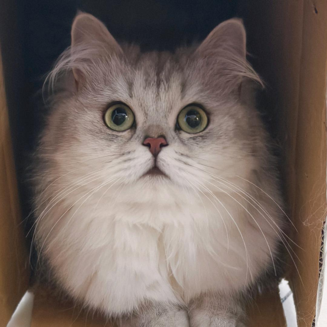 肉肉是个金吉拉