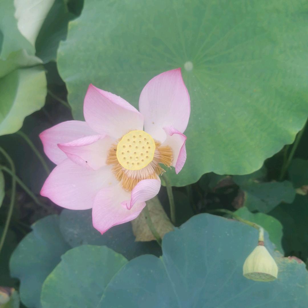 花己开