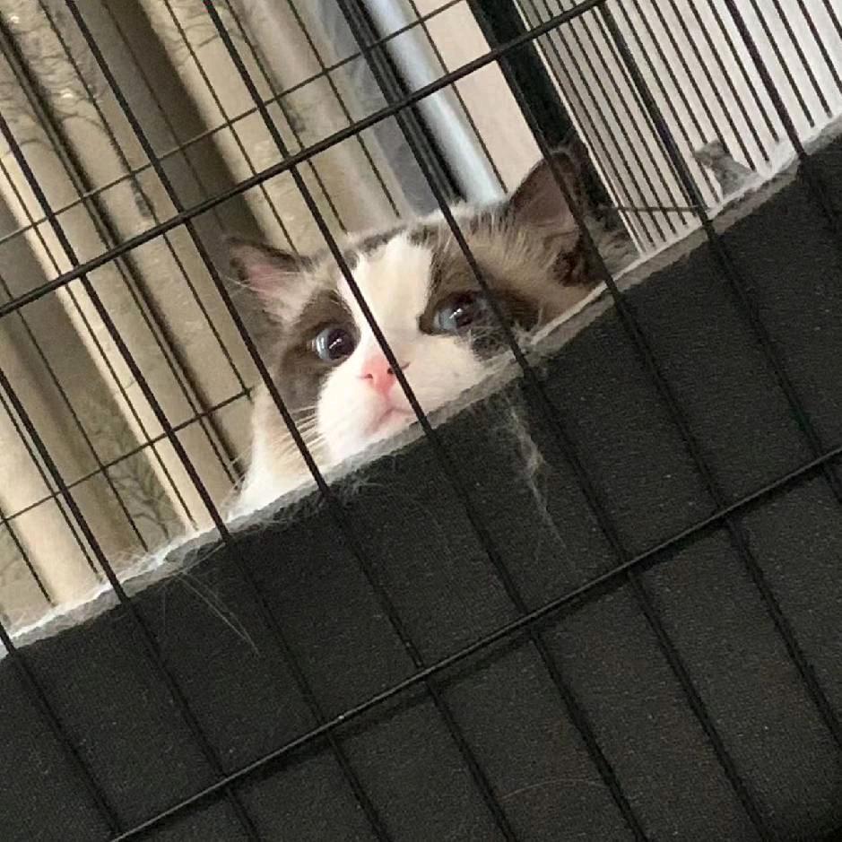 pal.