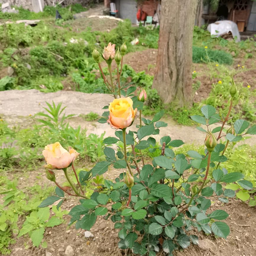 翊膳航商贸行