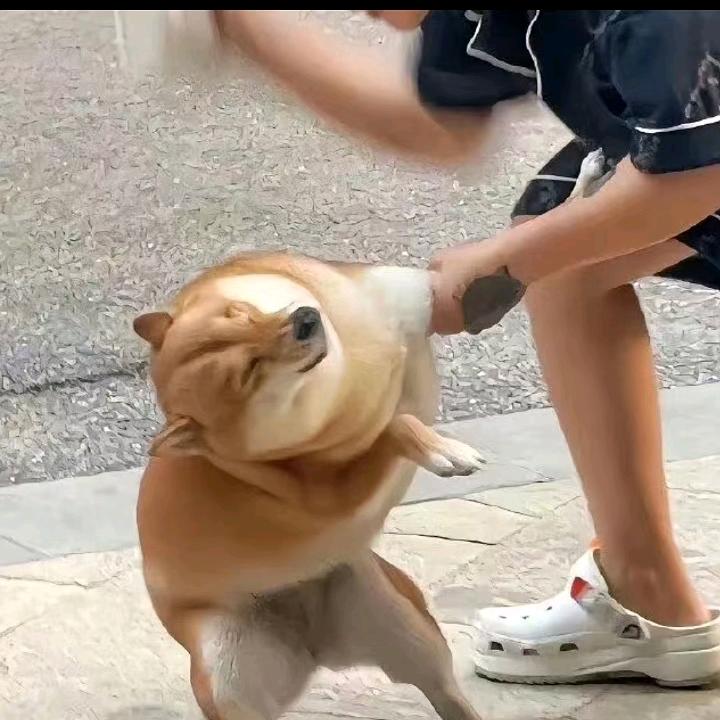 不学政的小天才