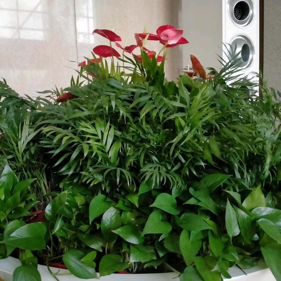 歌声动我心❤🎤