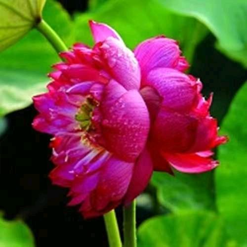 安妮的成长记录