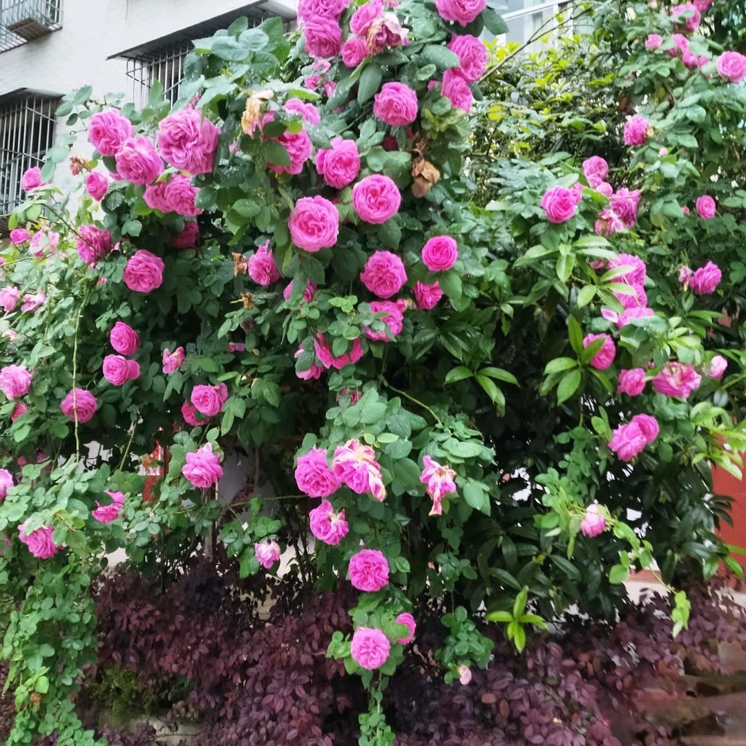 超可爱，🌹🌹🌹🌹