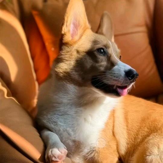 宠宜康宠物小屋