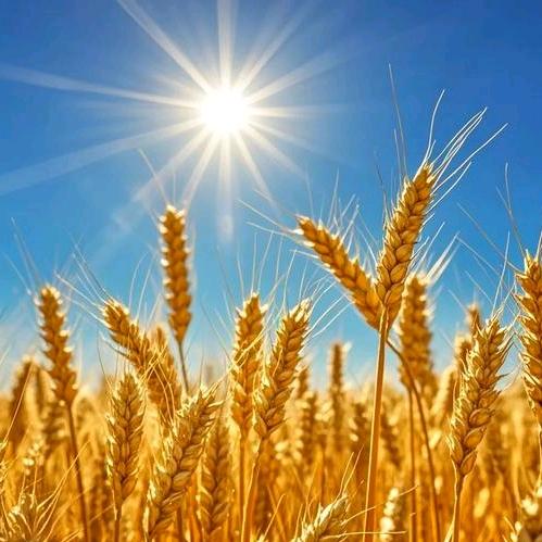 看看😘吸金小主