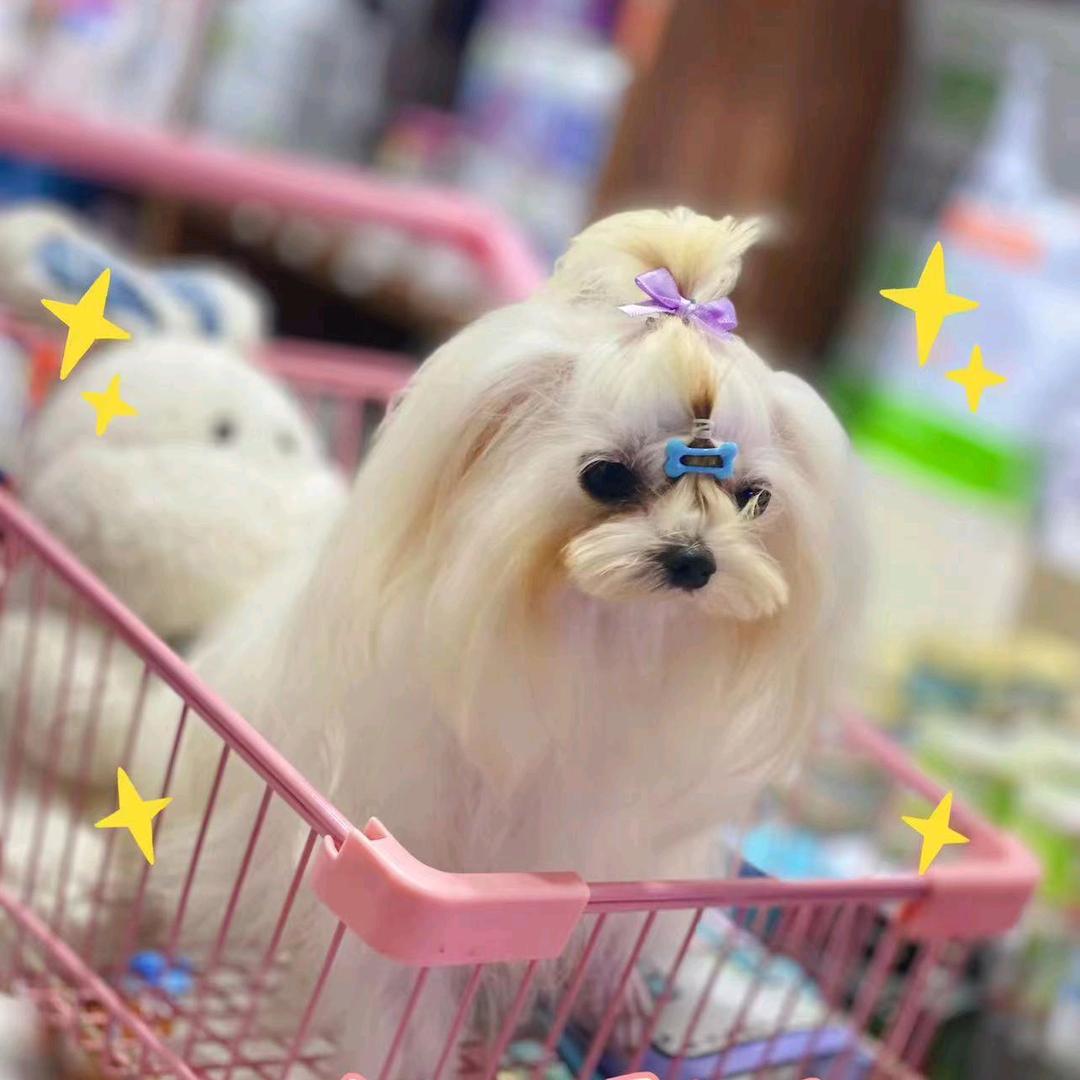 靓靓宠物《源头犬舍》