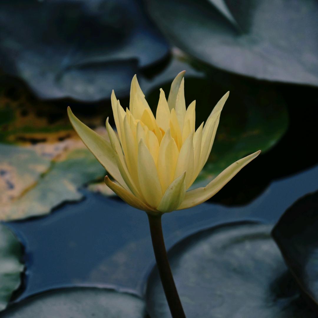 观山海
