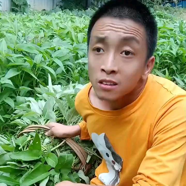 养兔郑巧