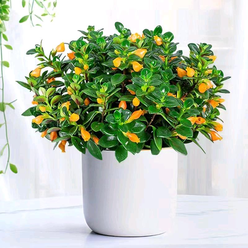 金鱼吊兰花卉基地