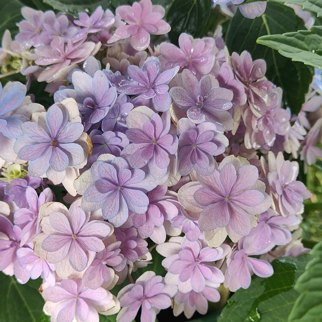 花开花卉