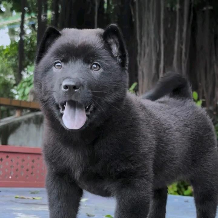 田园犬业