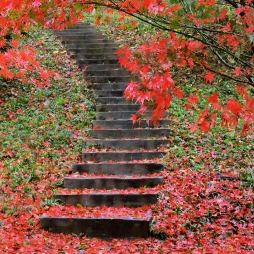 When had fuss’s vexe