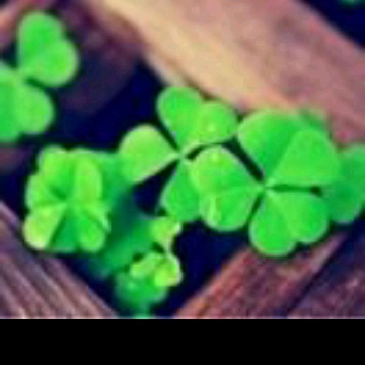 🍃幸运的叶子🍃