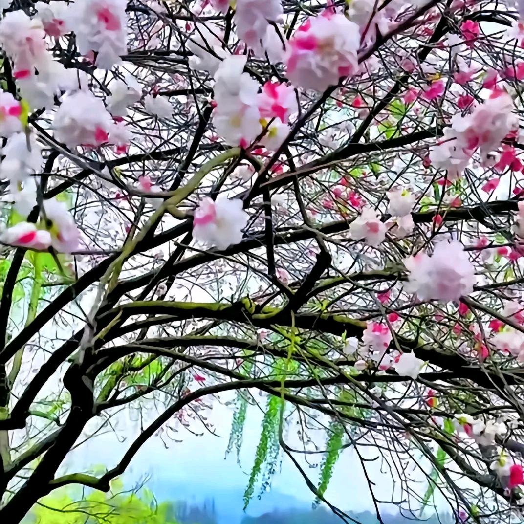 看世界