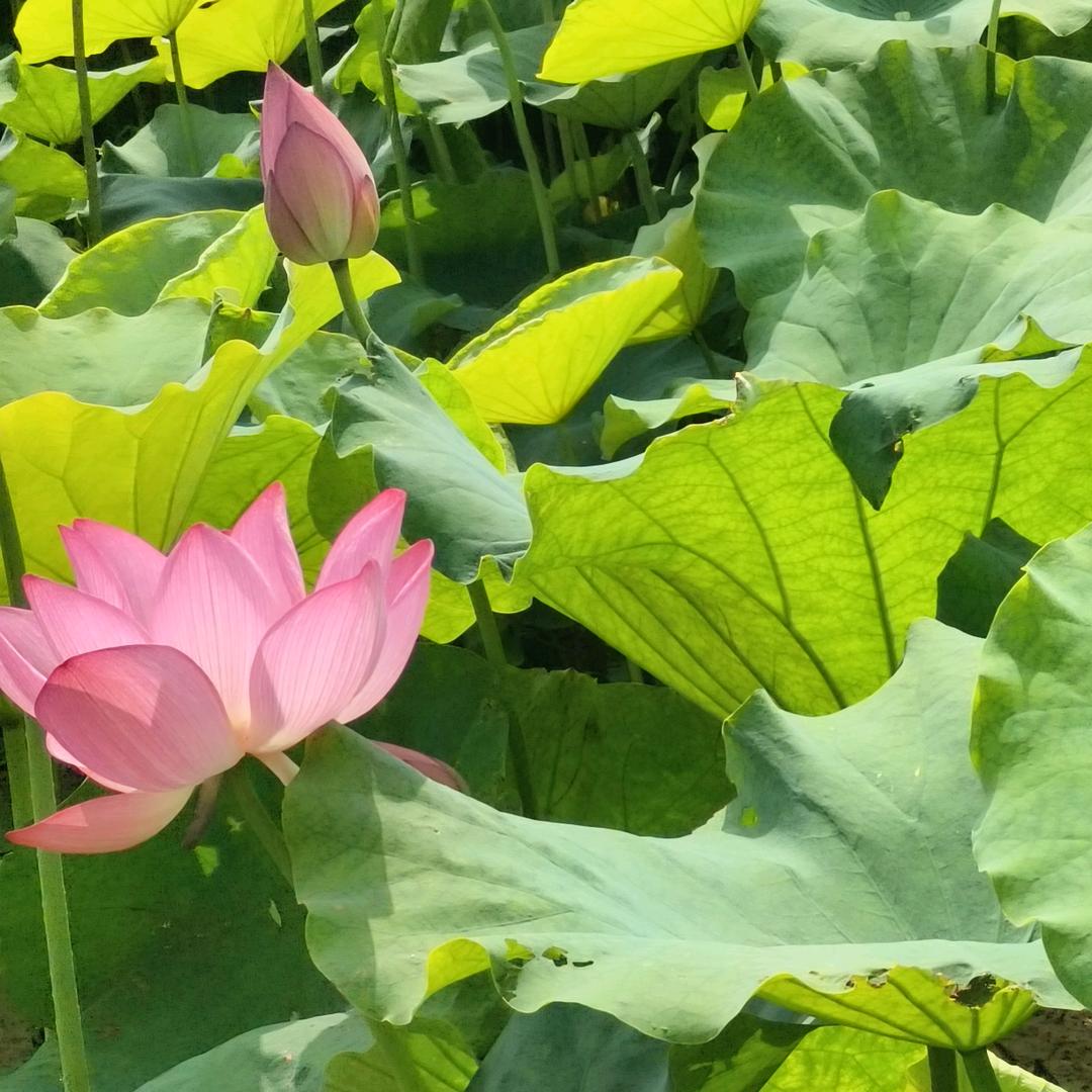 小肥洋