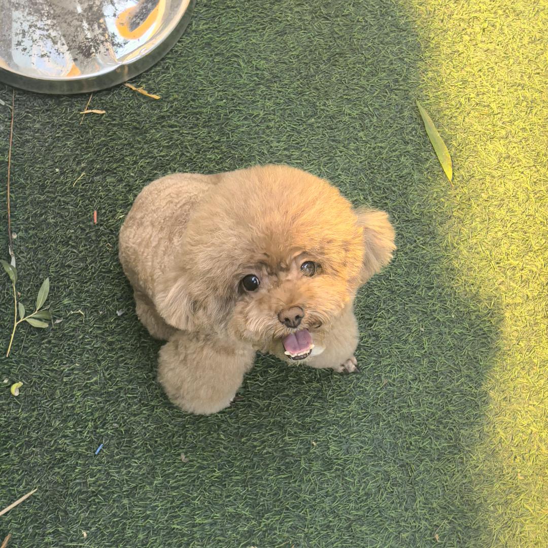 寻找橘子