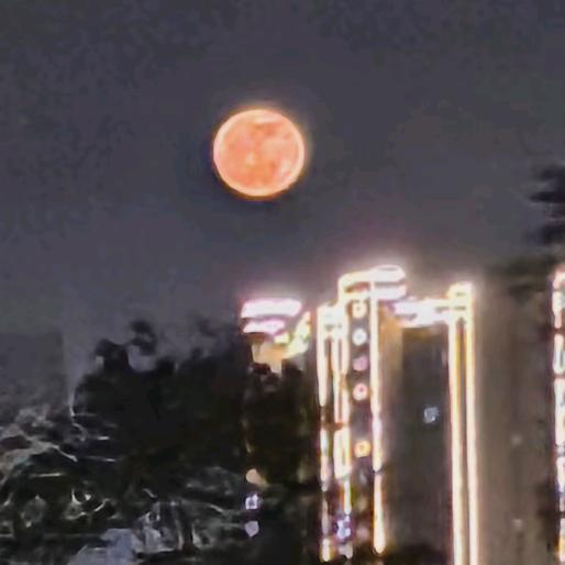 摸金小猫