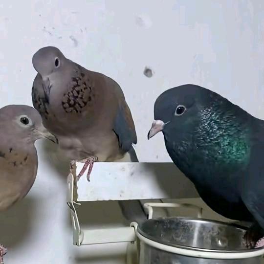 叫声不一样的鸽子