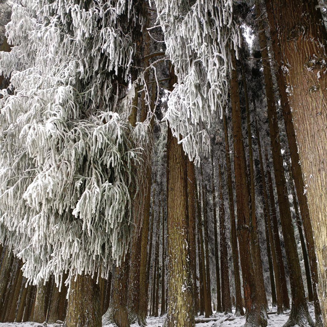 人家富贵花花🏵️