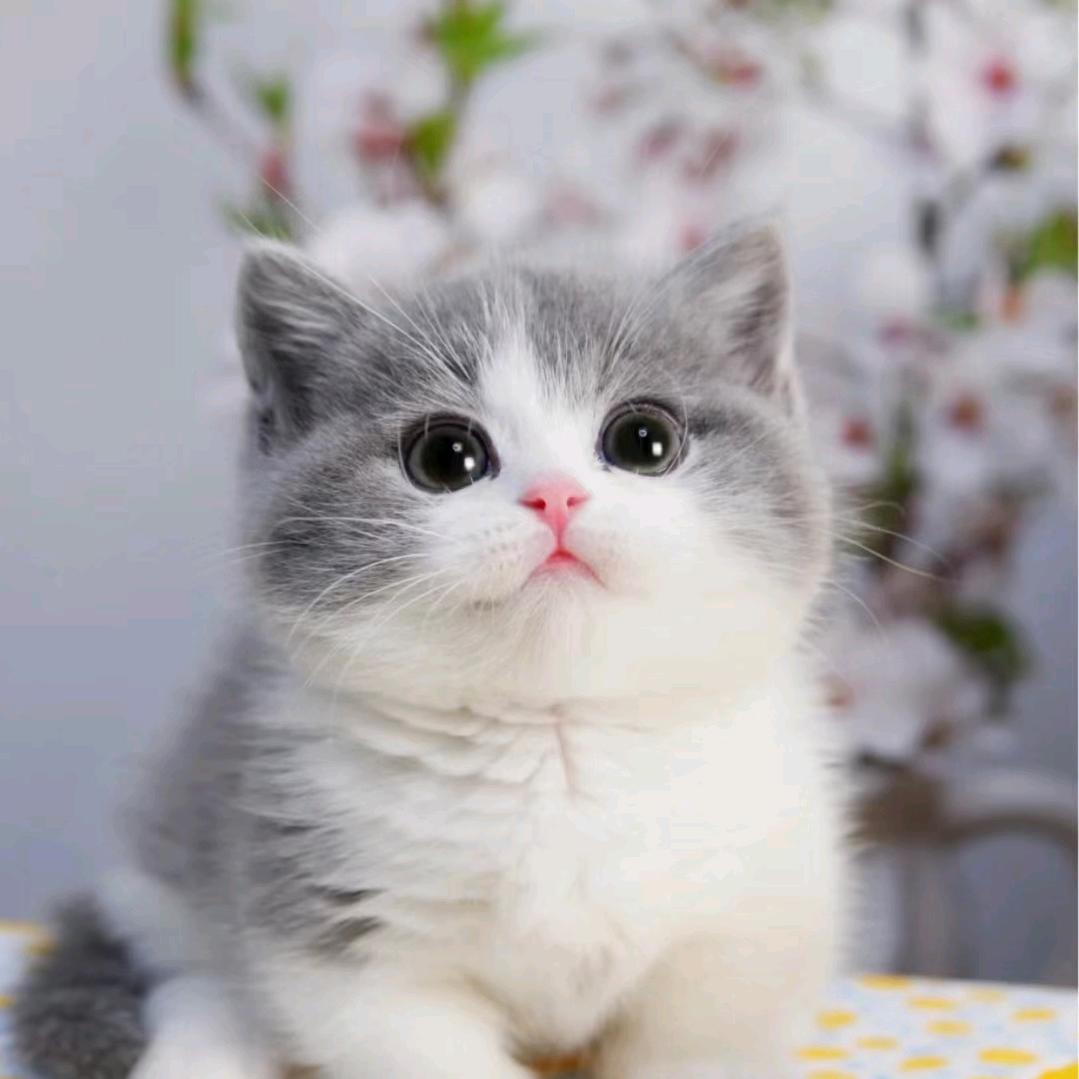 猫猫酱宠物安利