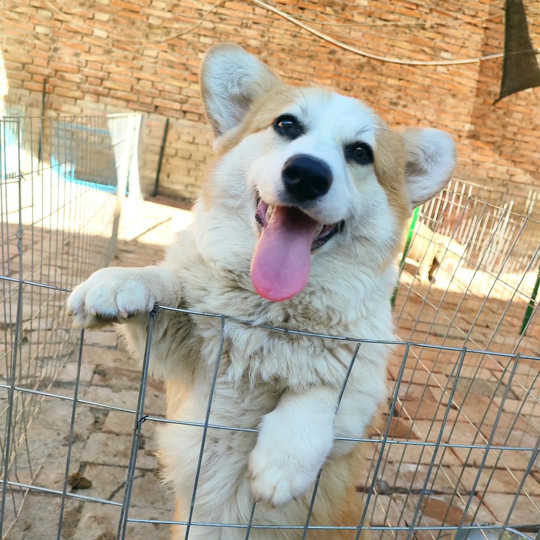 萌犬出基-柯基（买🐶私聊）