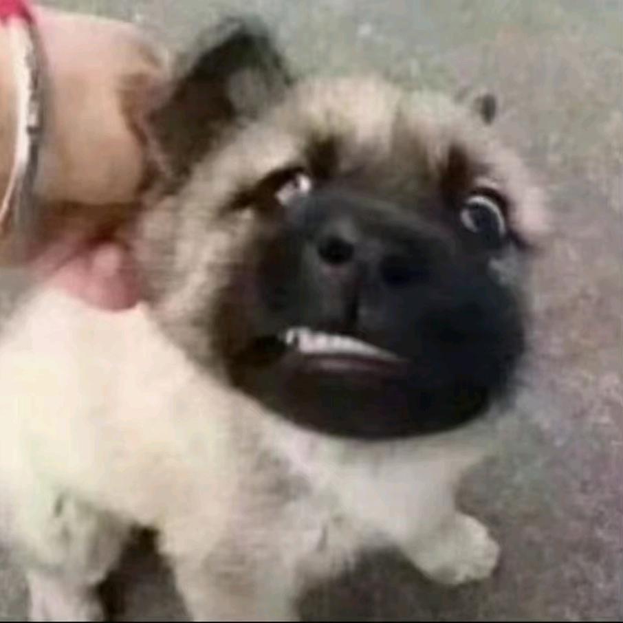 •᷄ࡇ•᷅