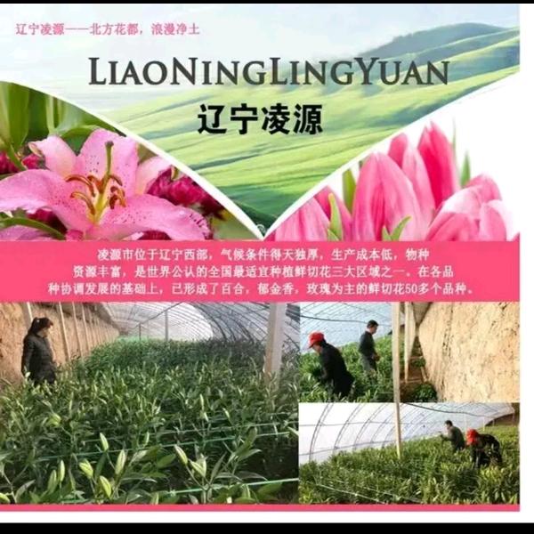 北方鲜花销售中心