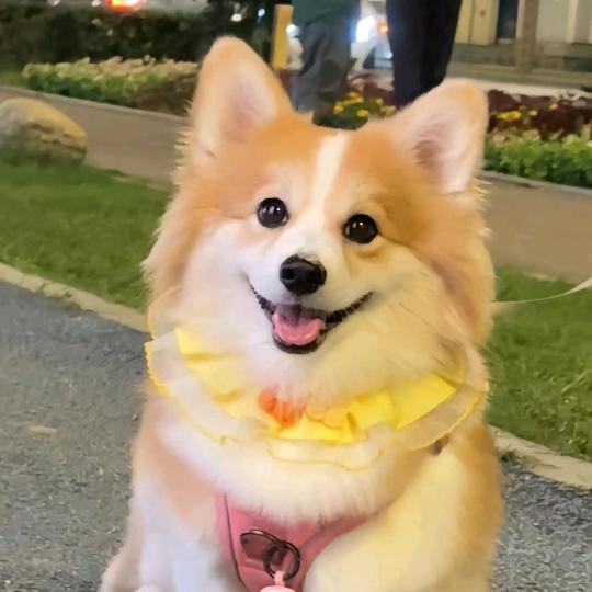 溪家的乖乖