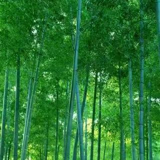 善良文竹AA拒聊