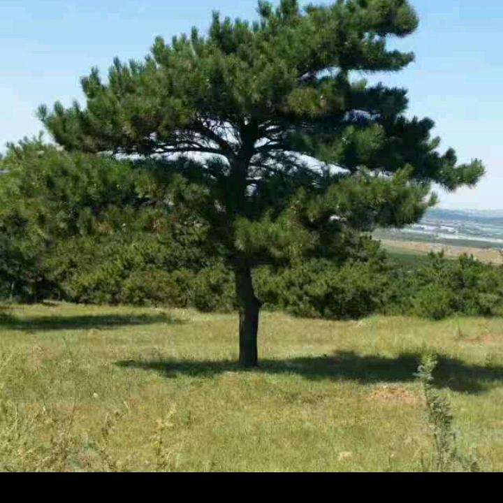 沧海一笑