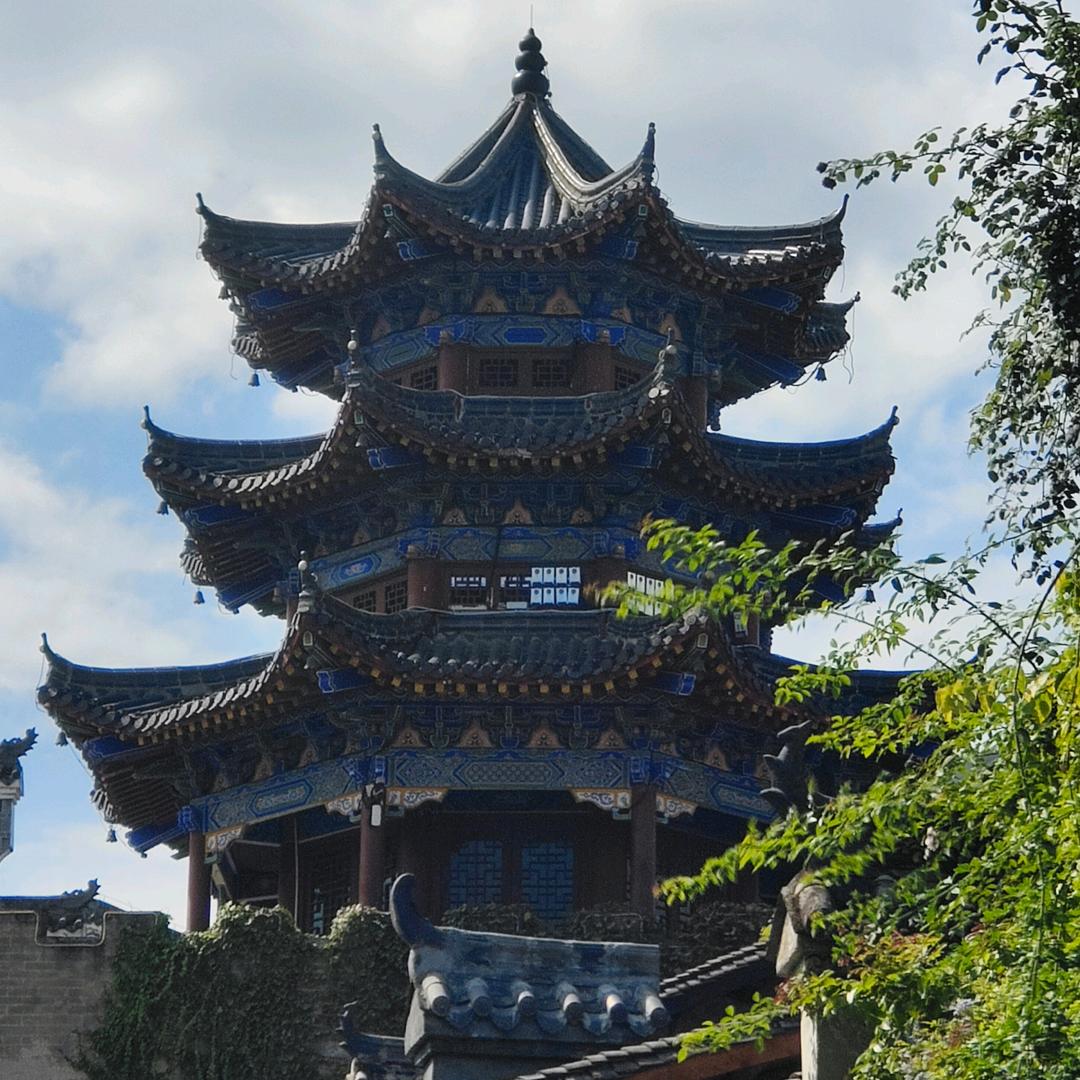 跳舞文竹
