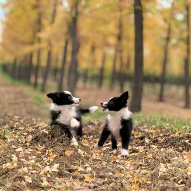 🐾陌陌多金🐾