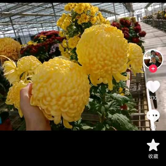 好了伤疤忘了疼。