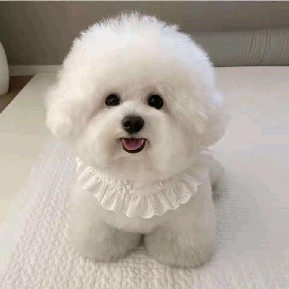 苗姐淘狗