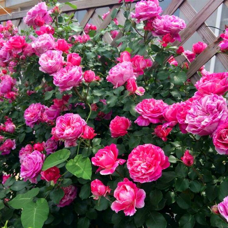 伤心难过总是自己