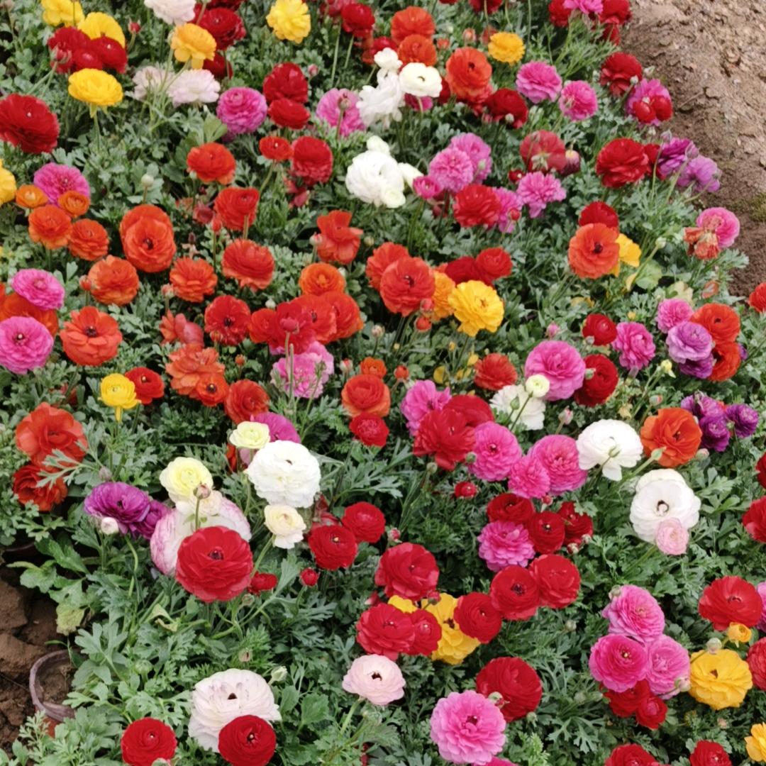 青州忆美花卉苗木