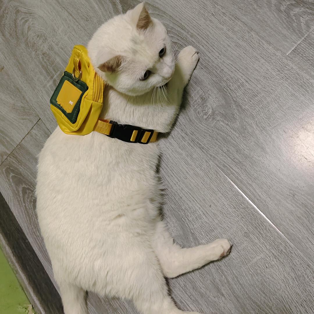 🐱喵•士多啤梨