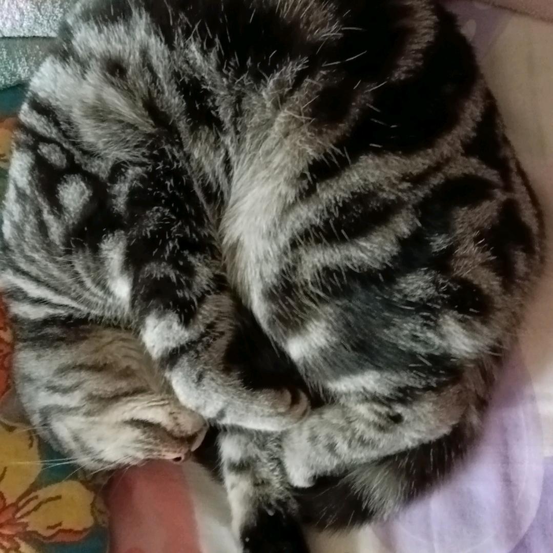 爱睡觉的猫