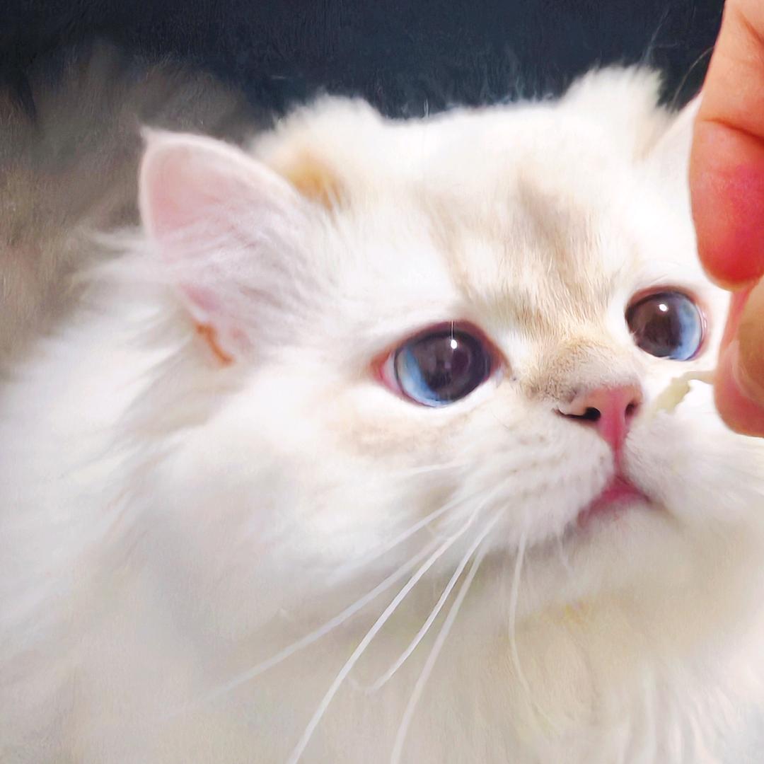 啤啤大王🐱