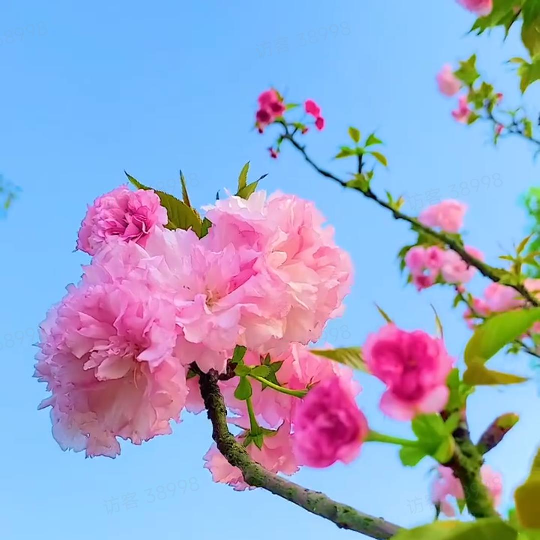 英姐(首播筹备中)