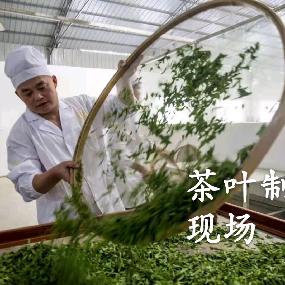 蓝哥带您玩转恩施！品恩施玉露茶！
