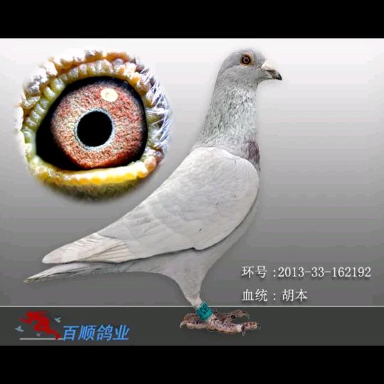 养鸽子的川川