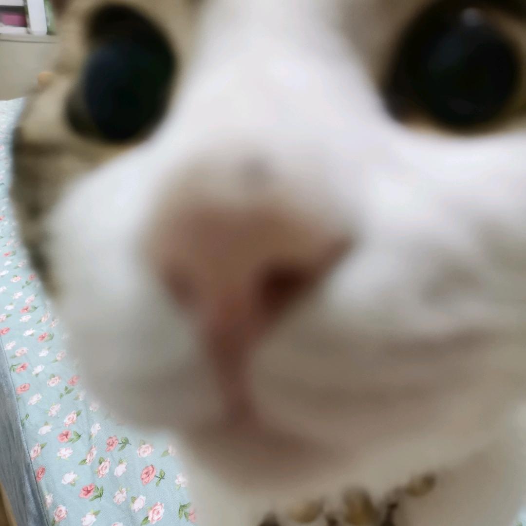 绝世死甜狗