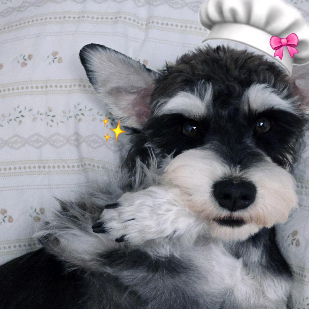 奥利奥不是饼干